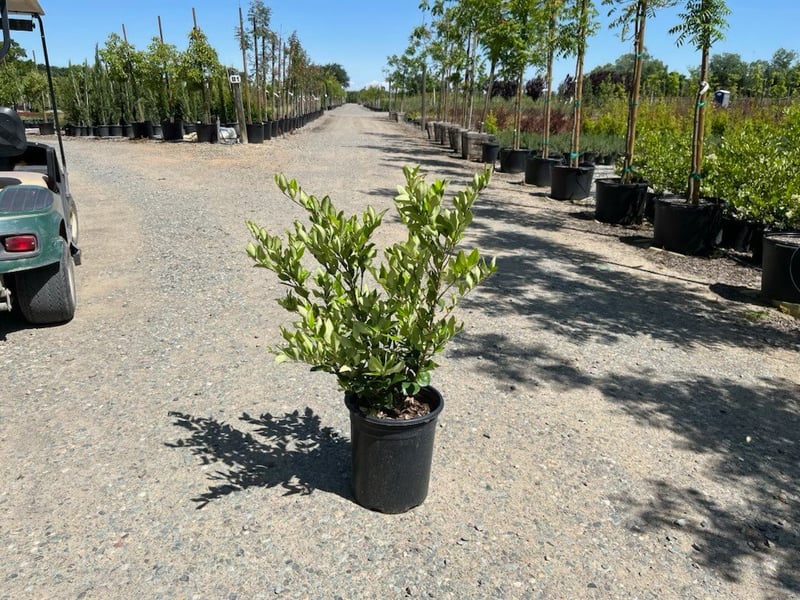 Photo for Ligustrum japonicum 'Texanum' (Waxleaf Privet)