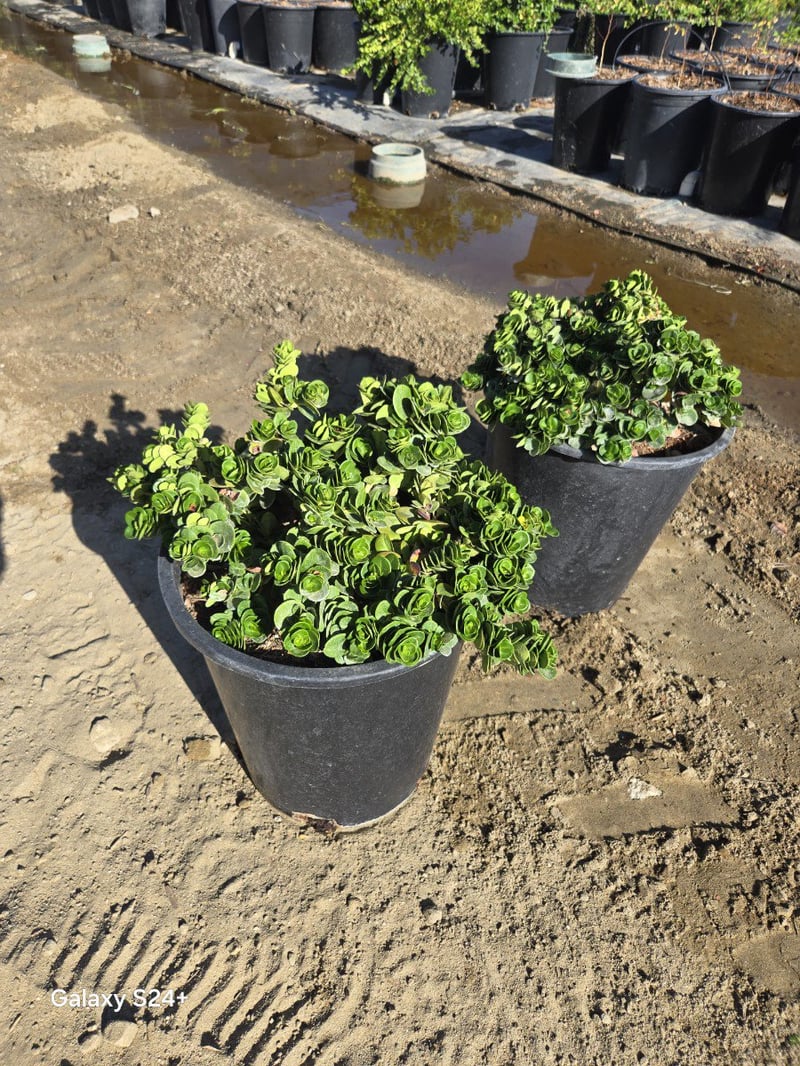 Photo for Carissa macrocarpa 'Boxwood Beauty' (Boxwood Beauty Natal Plum)