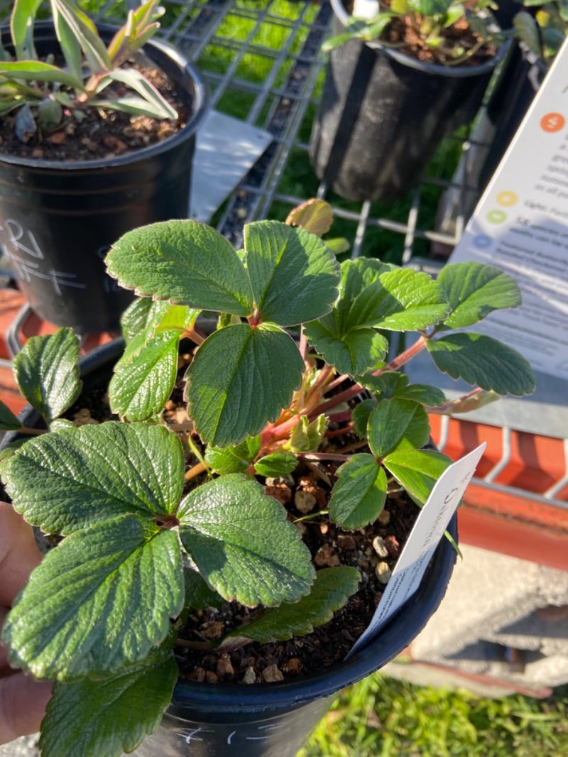 Photo for Fragaria chiloensis (Beach Strawberry)