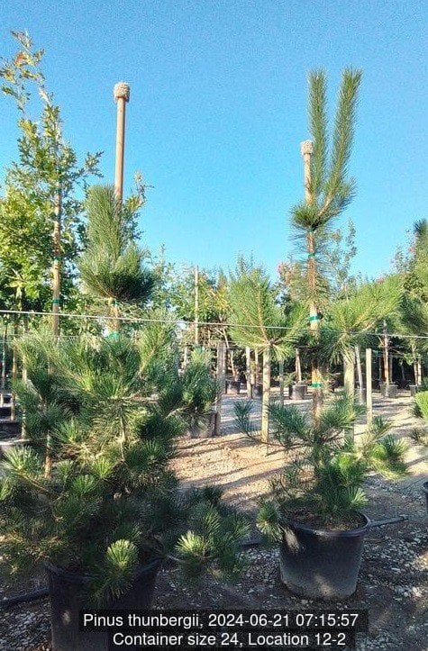 Photo for Pinus thunbergii (Japanese Black Pine)