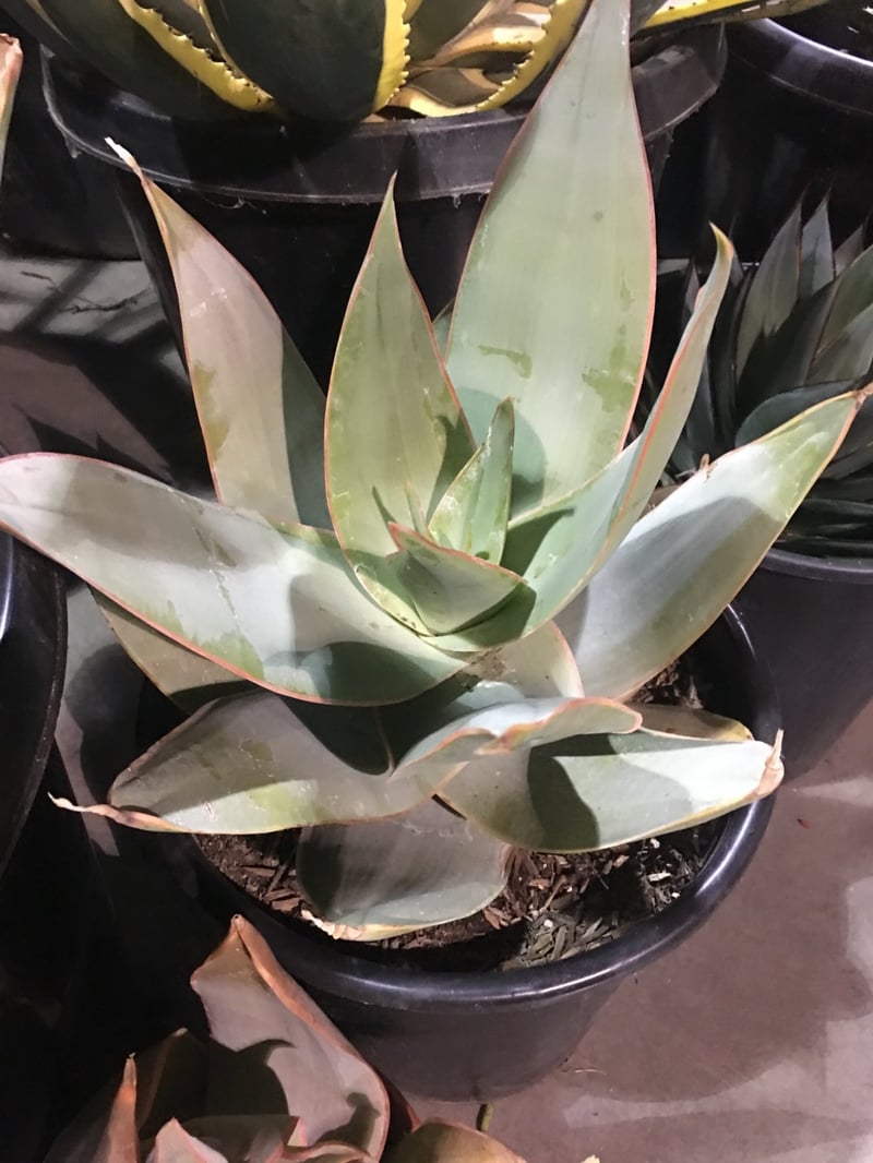 Photo for Aloe striata (Coral Aloe)