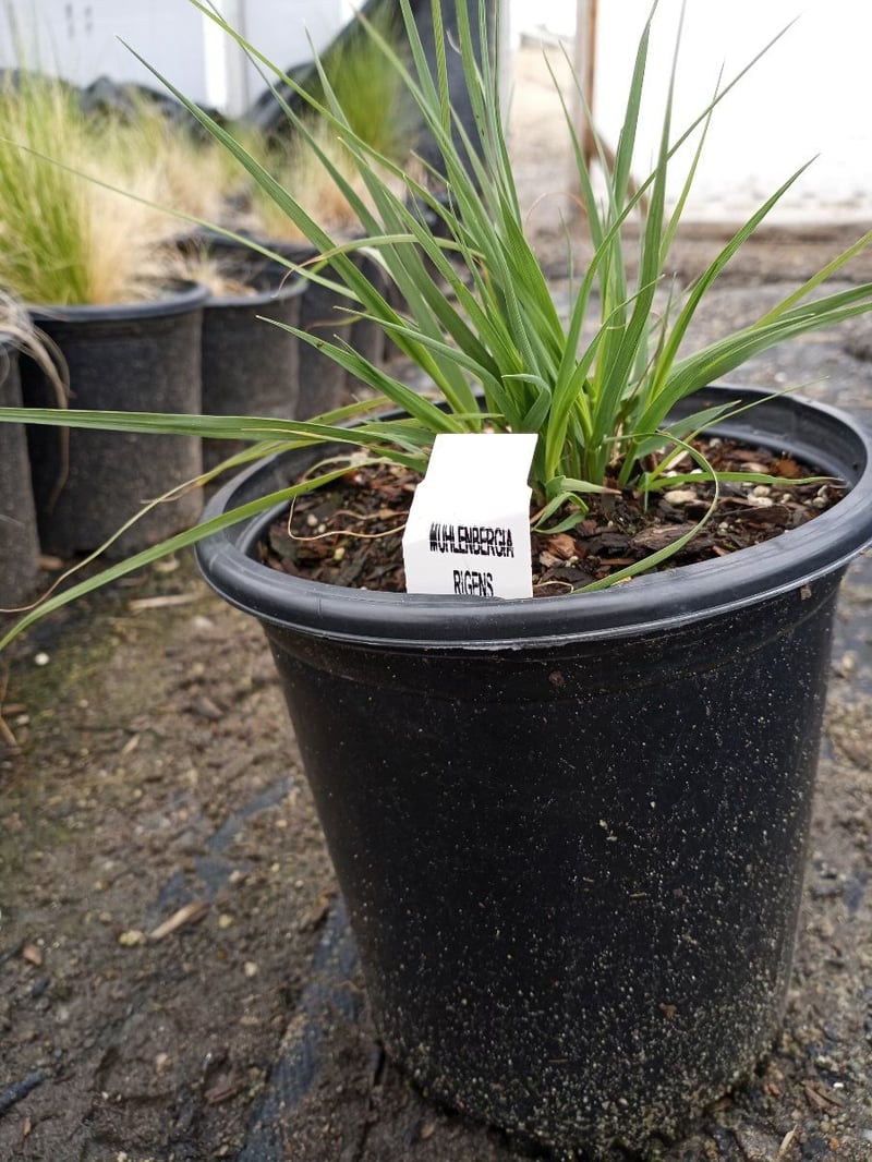Photo for Muhlenbergia rigens (Deer Grass)