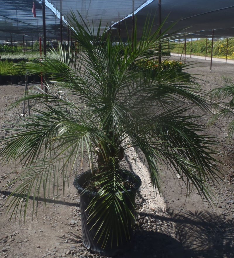 Photo for Phoenix roebelenii (Pygmy Date Palm)