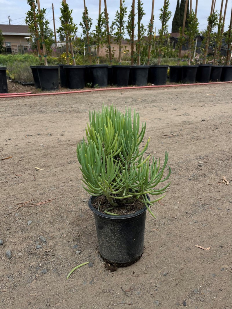 Photo for Senecio vitalis (Narrow-leaf Chalksticks)
