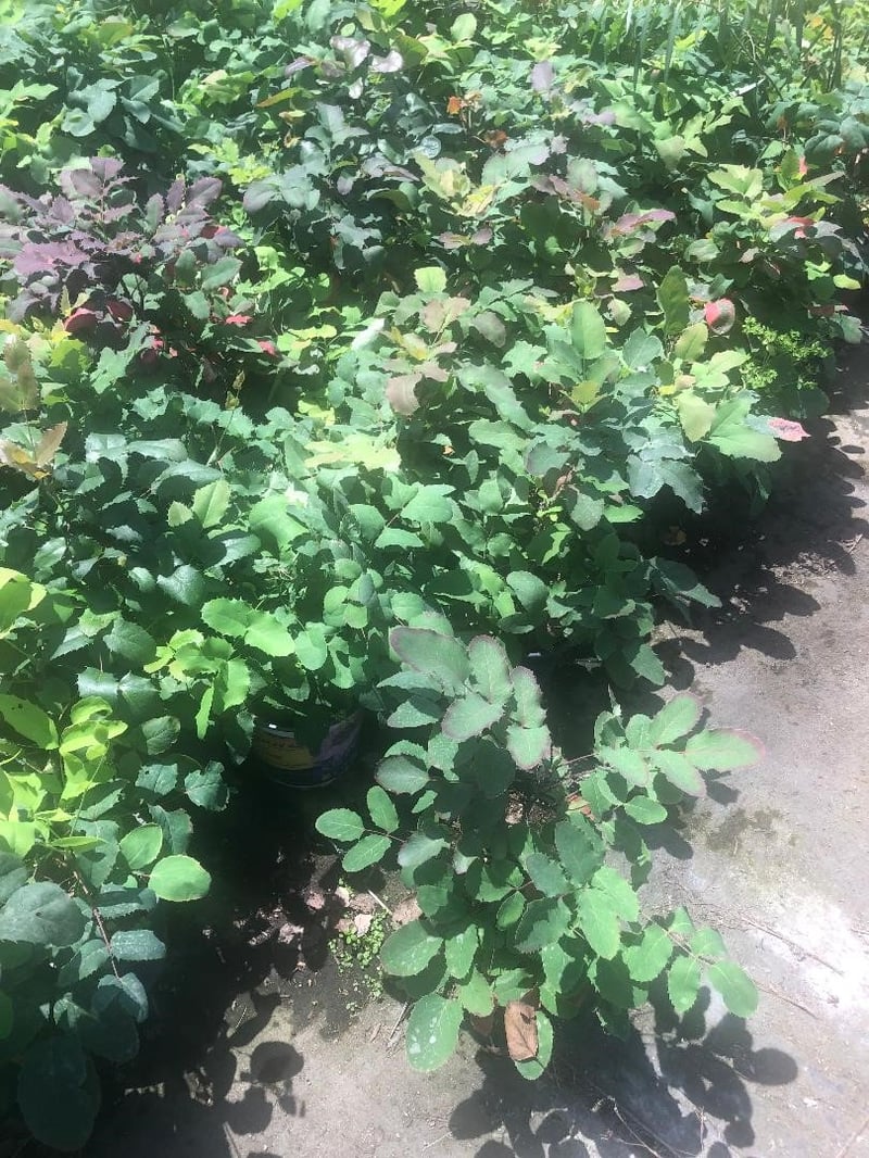 Photo for Mahonia repens (Creeping Mahonia)