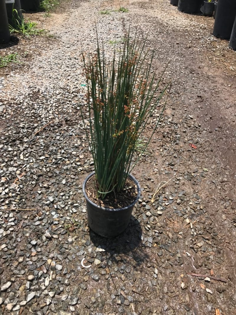 Photo for Juncus patens 'Elk Blue' (Elk Blue California Gray Rush)