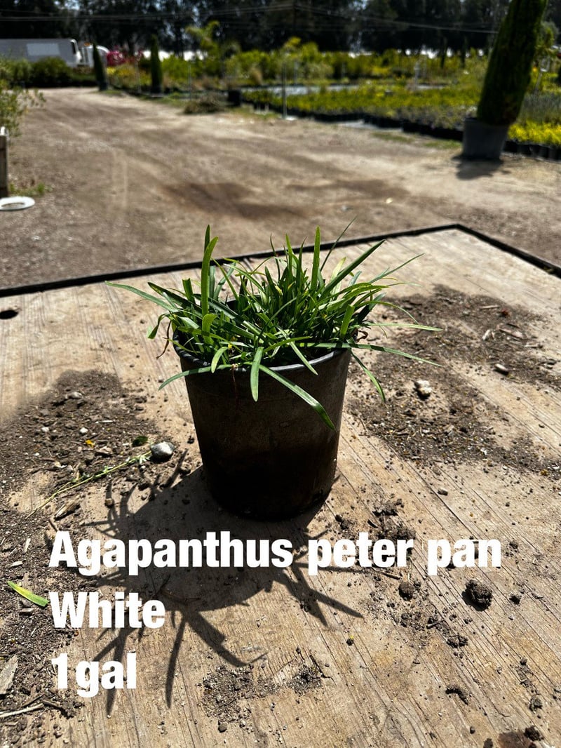 Photo for Agapanthus africanus ‘Peter Pan White’ (Peter Pan White Dwarf Agapanthus)