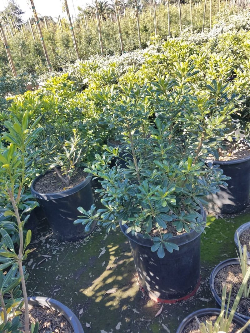 Photo for Pittosporum tobira (Japanese Mock Orange)