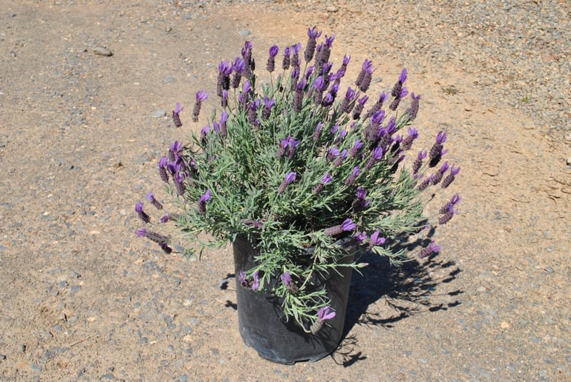 Photo for Lavandula stoechas 'Otto Quast' (Otto Quast Spanish Lavender)