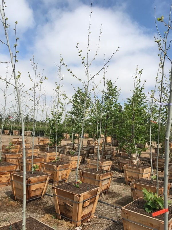 Photo for Platanus acerifolia 'Bloodgood' (Bloodgood London Plane Tree)