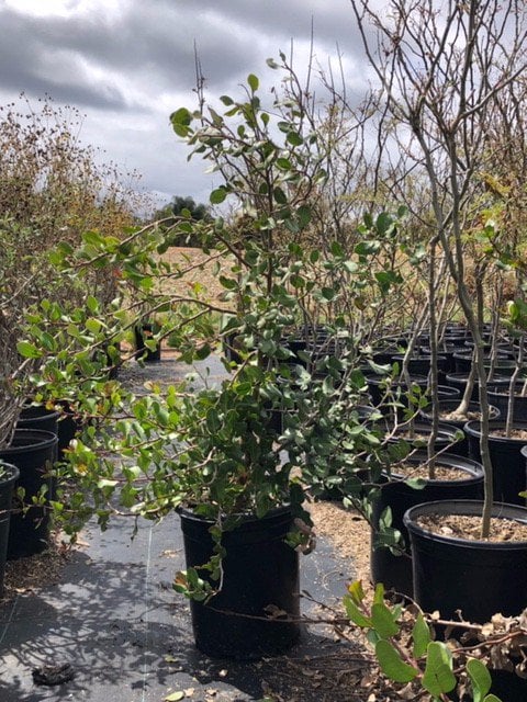 Photo for Rhus integrifolia (Lemonade Berry)