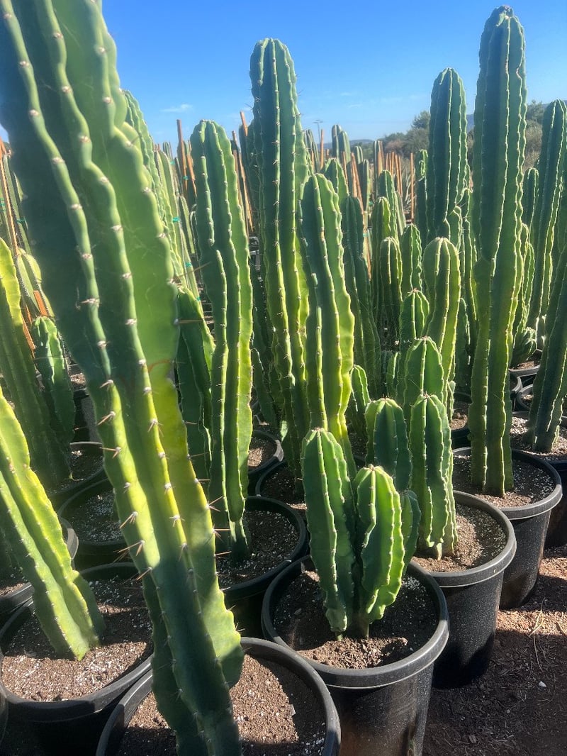Photo for Cereus repandus (Cereus peruvianus) - TRIPLE (Peruvian Apple Cactus)