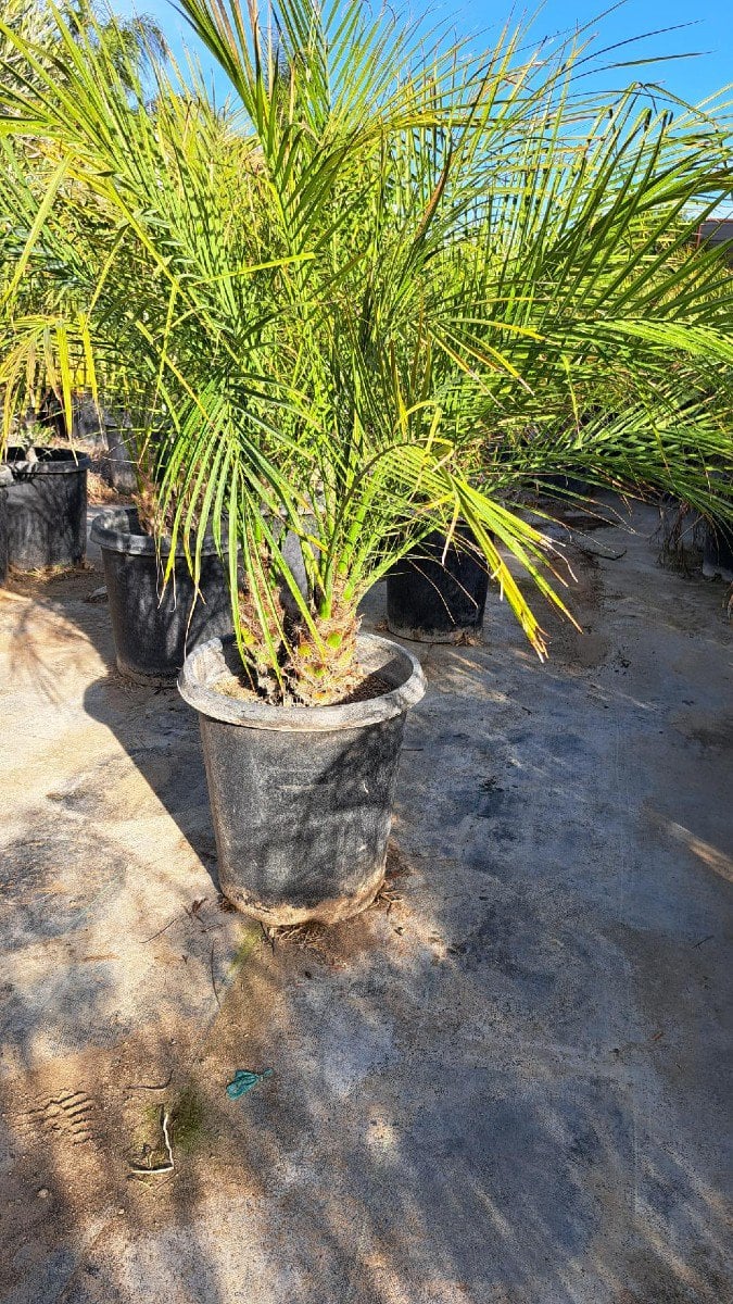 Photo for Phoenix roebelenii (Multi) (Pygmy Date Palm)