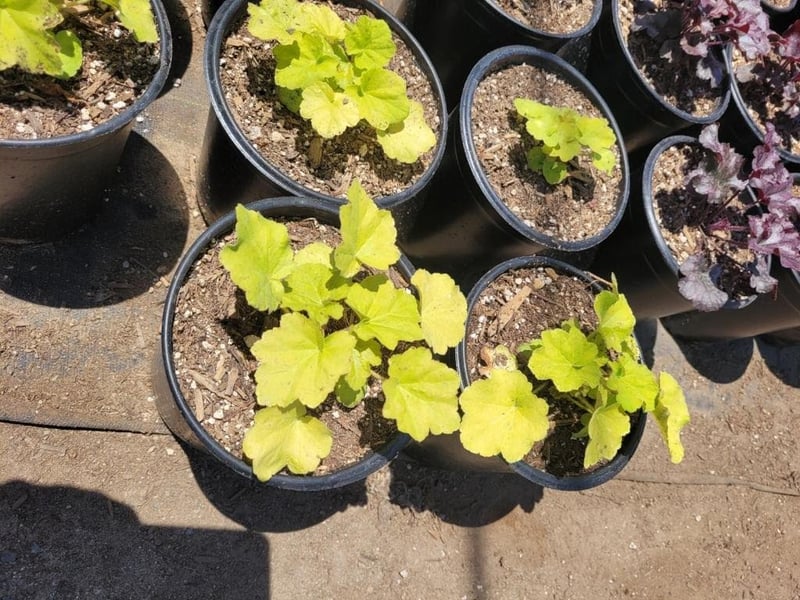 Photo for Heuchera 'Citronelle' (Citronelle Coral Bells)