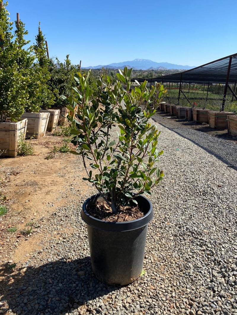 Photo for Heteromeles arbutifolia 'Davis Gold' (Davis Gold Toyon)