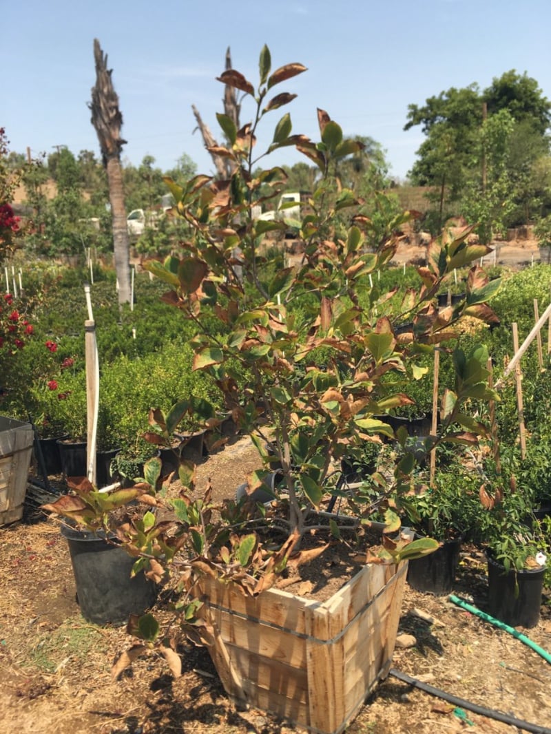 Photo for Magnolia × soulangeana (Saucer Magnolia)