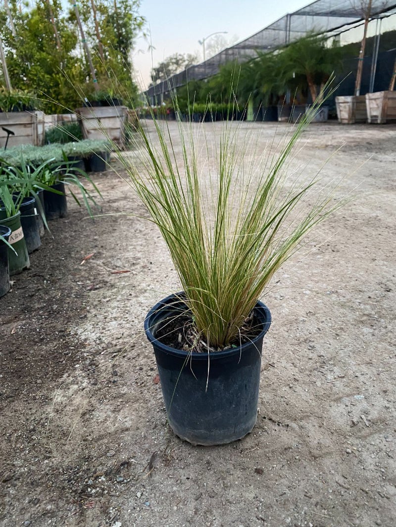 Photo for Nassella tenuissima (Mexican Feathergrass)