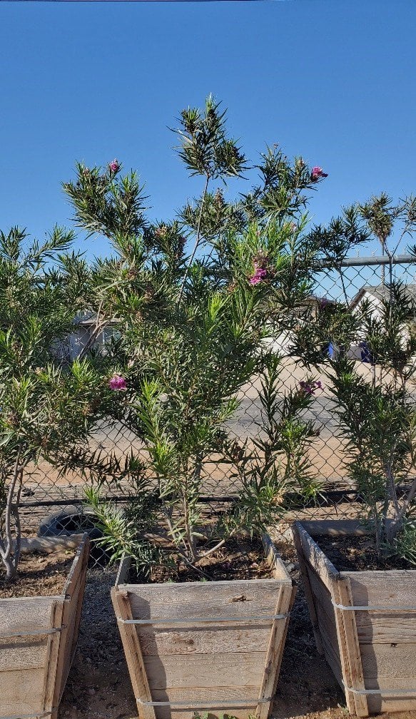 Photo for Chilopsis linearis Art's Seedless (Seedless Desert Willow)