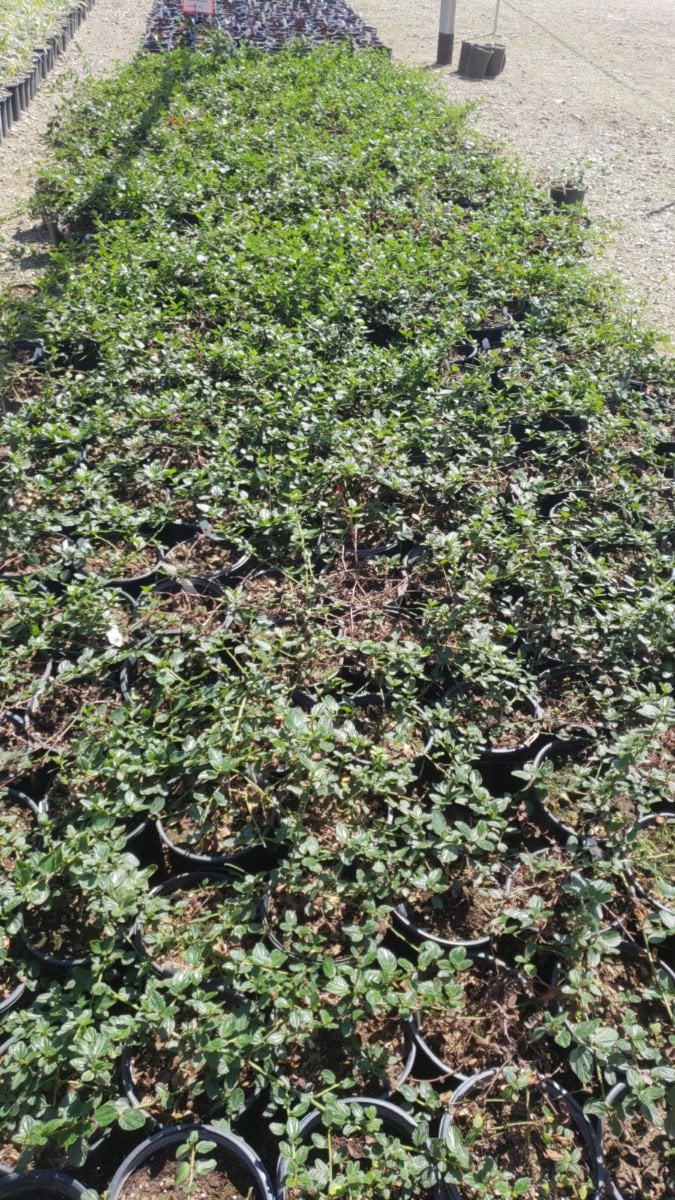 Photo for Ceanothus griseus horizontalis (Carmel Creeper, Wild Lilac)