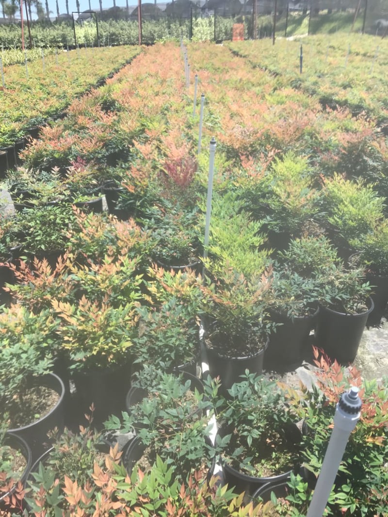Photo for Nandina domestica 'Gulf Stream' (Gulf Stream Heavenly Bamboo)
