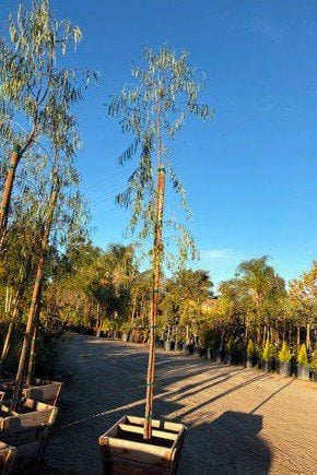 Photo for Geijera parviflora (Australian Willow)
