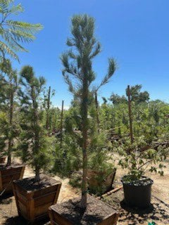 Photo for Pinus eldarica (Afghan Pine)