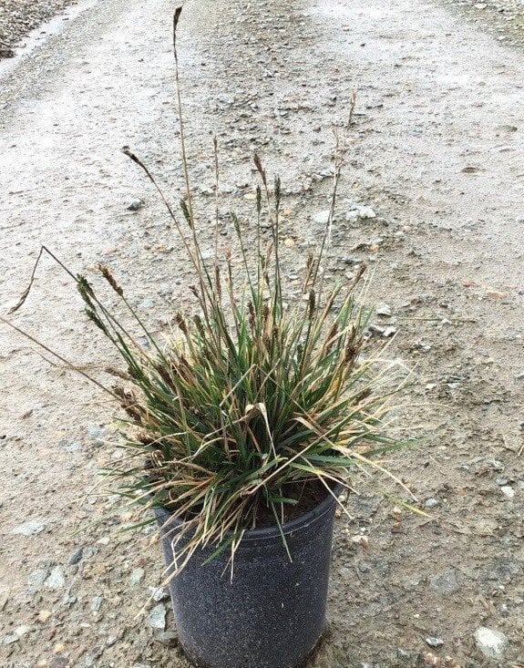Photo for Sesleria autumnalis (Autumn Moor Grass)