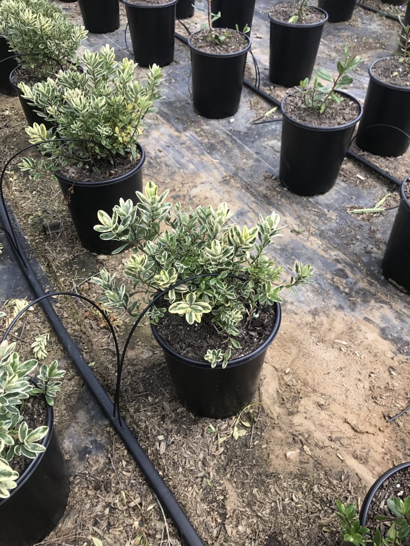 Photo for Hebe 'Variegata' (Variegated Hebe)
