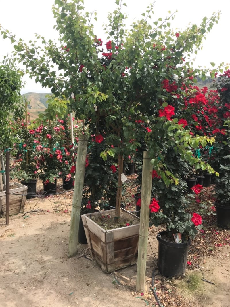 Photo for Prunus armeniaca 'Blenheim' ('Royal') (Blenheim Apricot)