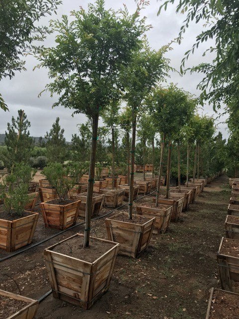 Photo for Ulmus parviflora (Chinese Elm)