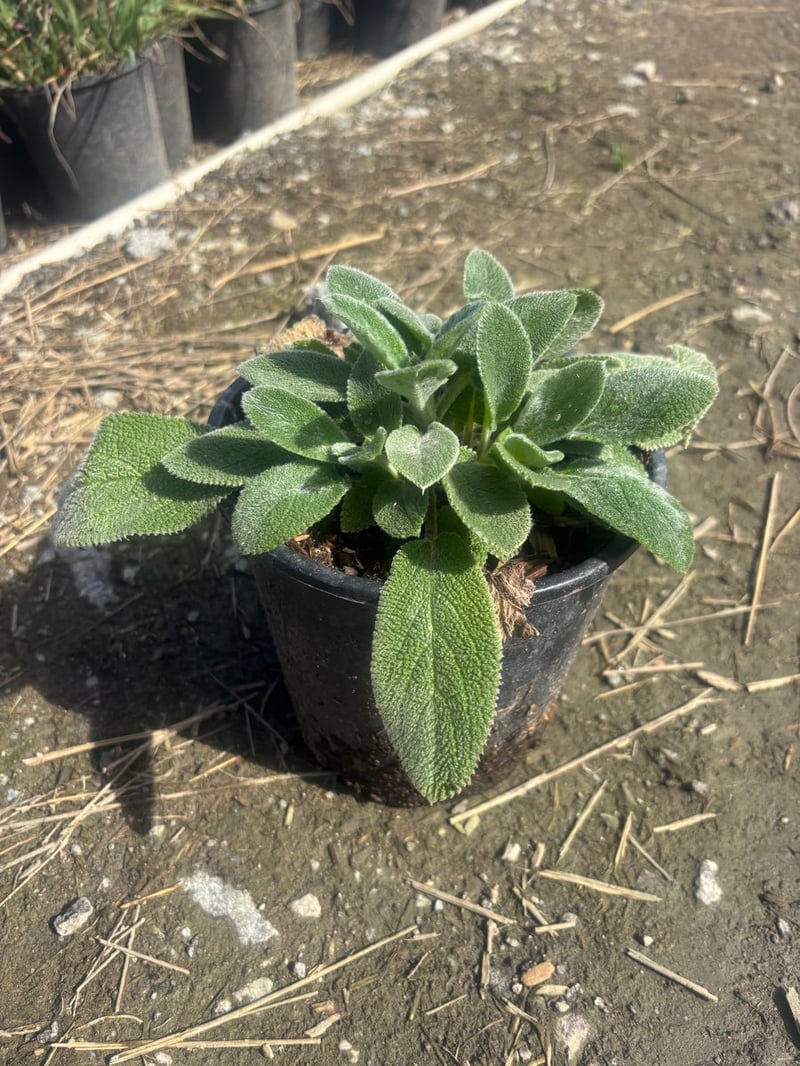 Photo for Stachys byzantina 'Silver Carpet' (Silver Carpet Lamb's Ears)