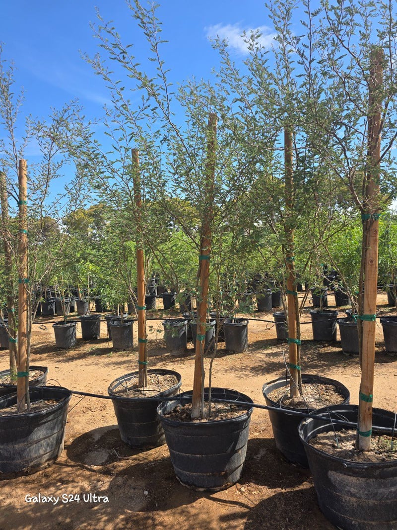 Photo for Acacia farnesiana (Sweet Acacia)