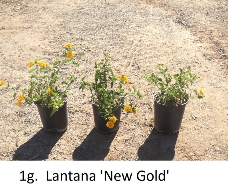 Photo for Lantana x 'New Gold' (New Gold Lantana)