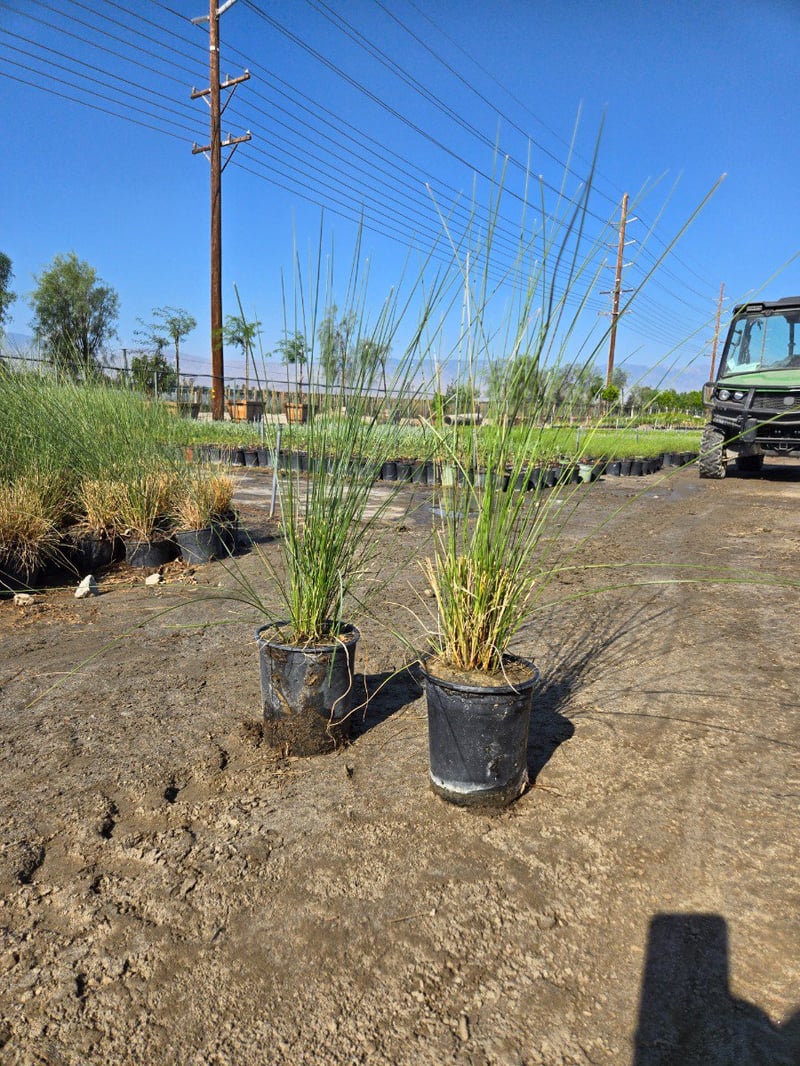 Photo for Muhlenbergia capillaris 'Pink Cloud' (Pink Cloud Muhly)