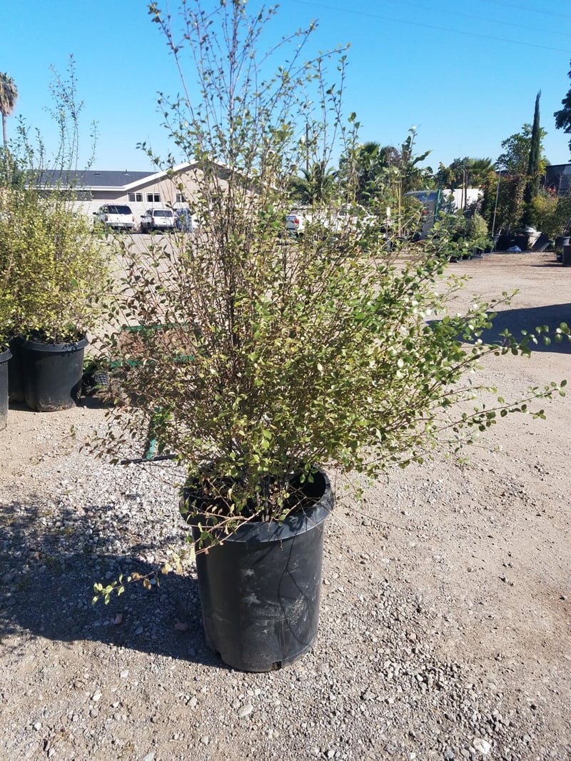 Photo for Pittosporum tenuifolium 'Silver Sheen' (Column) (Silver Sheen Kohuhu)
