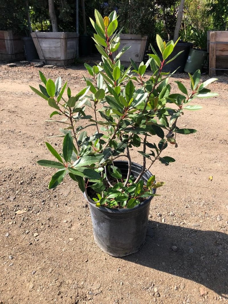 Photo for Heteromeles arbutifolia (Toyon)