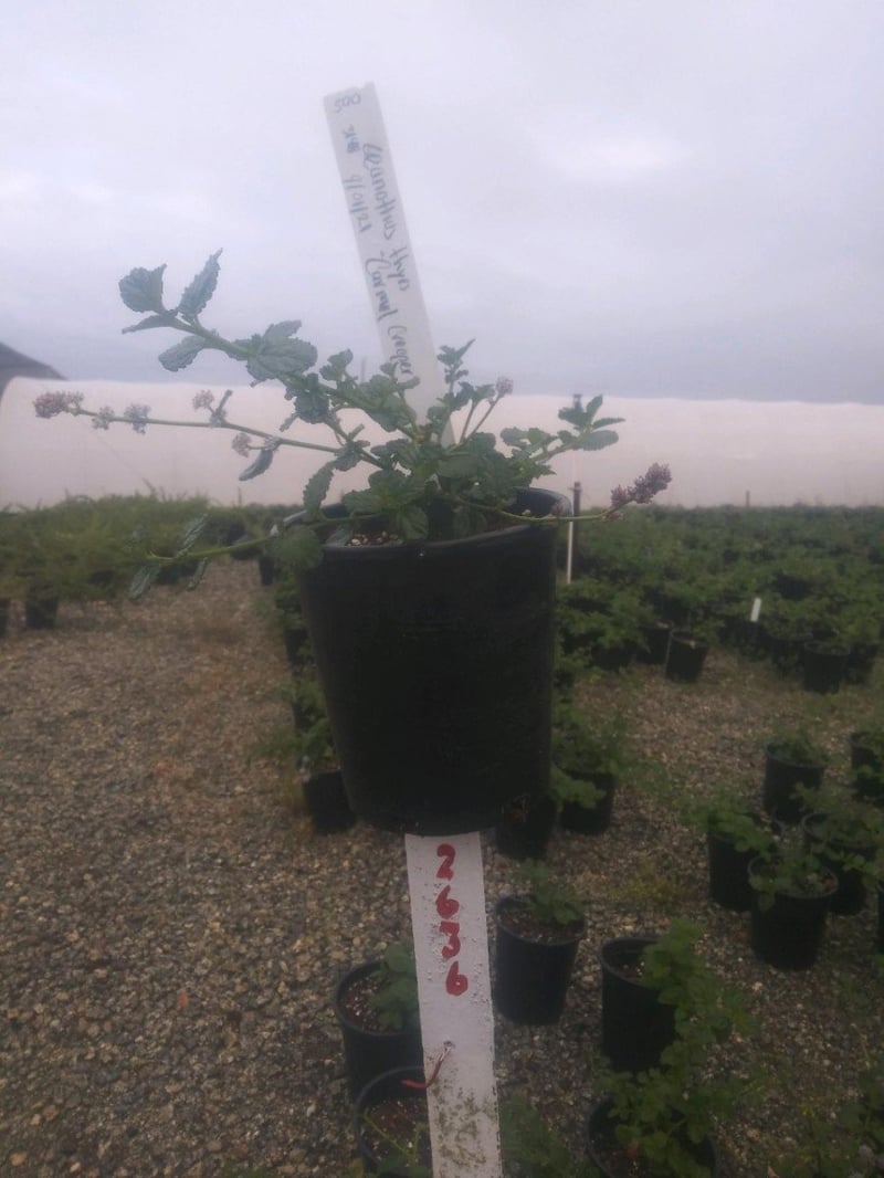 Photo for Ceanothus griseus horizontalis (Carmel Creeper, Wild Lilac)