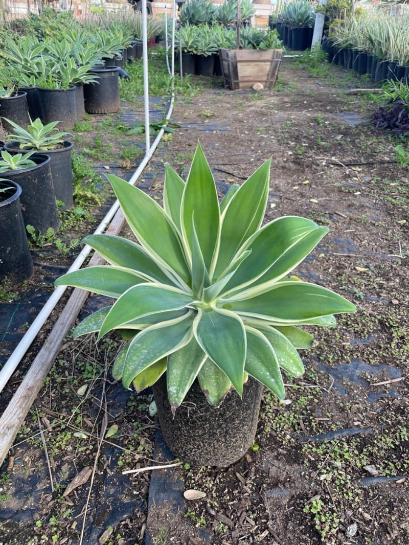 Photo for Agave attenuata 'Variegata' (Variegated Fox Tail Agave)