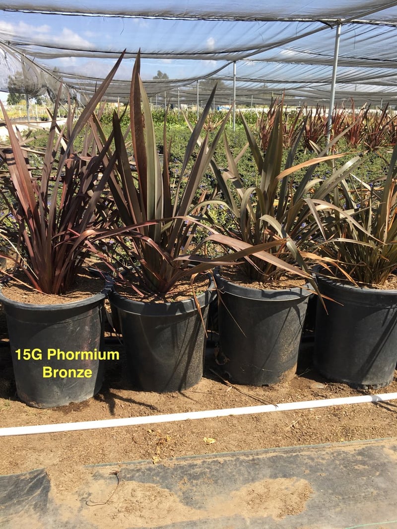 Photo for Phormium tenax ‘Bronze’ (Bronze New Zealand Flax)