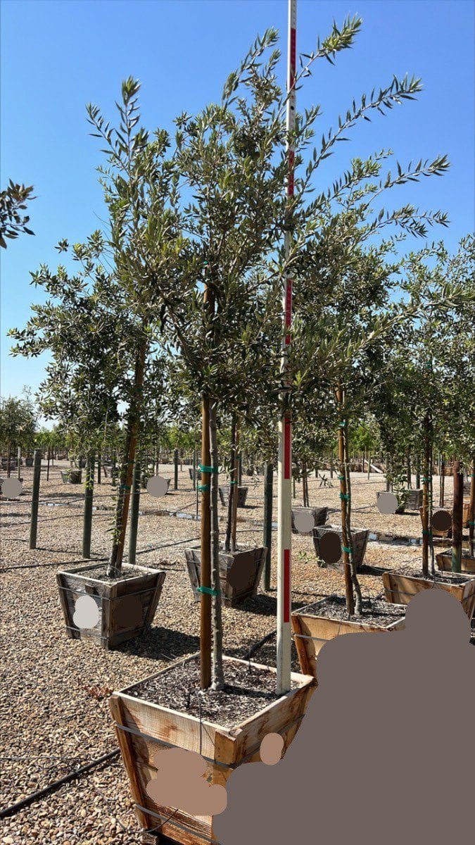 Photo for Quercus ilex (Holly Oak, Holm Oak)