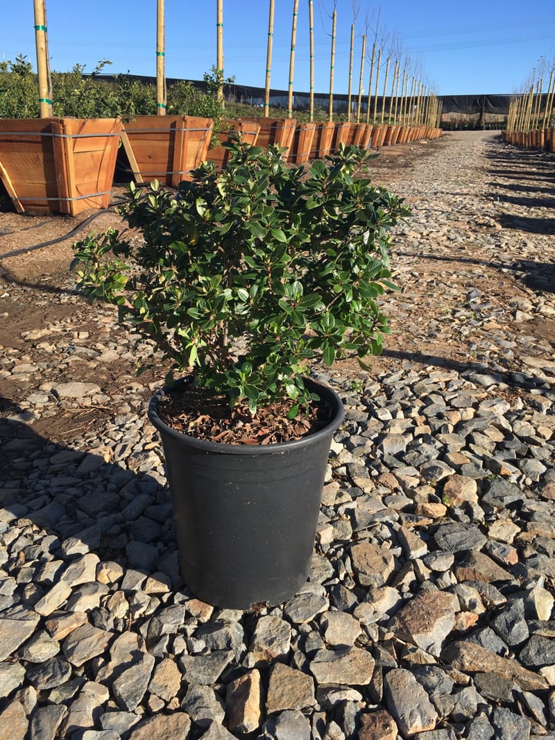 Photo for Escallonia 'Fradesii' (Frades Escallonia)