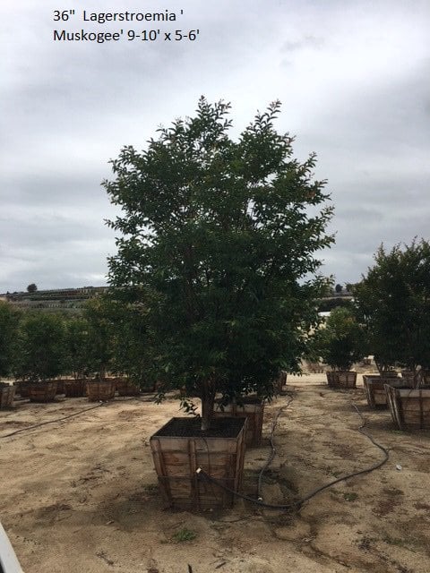 Photo for Lagerstroemia indica x fauriei 'Natchez' (Multi) (Natchez Crape Myrtle)