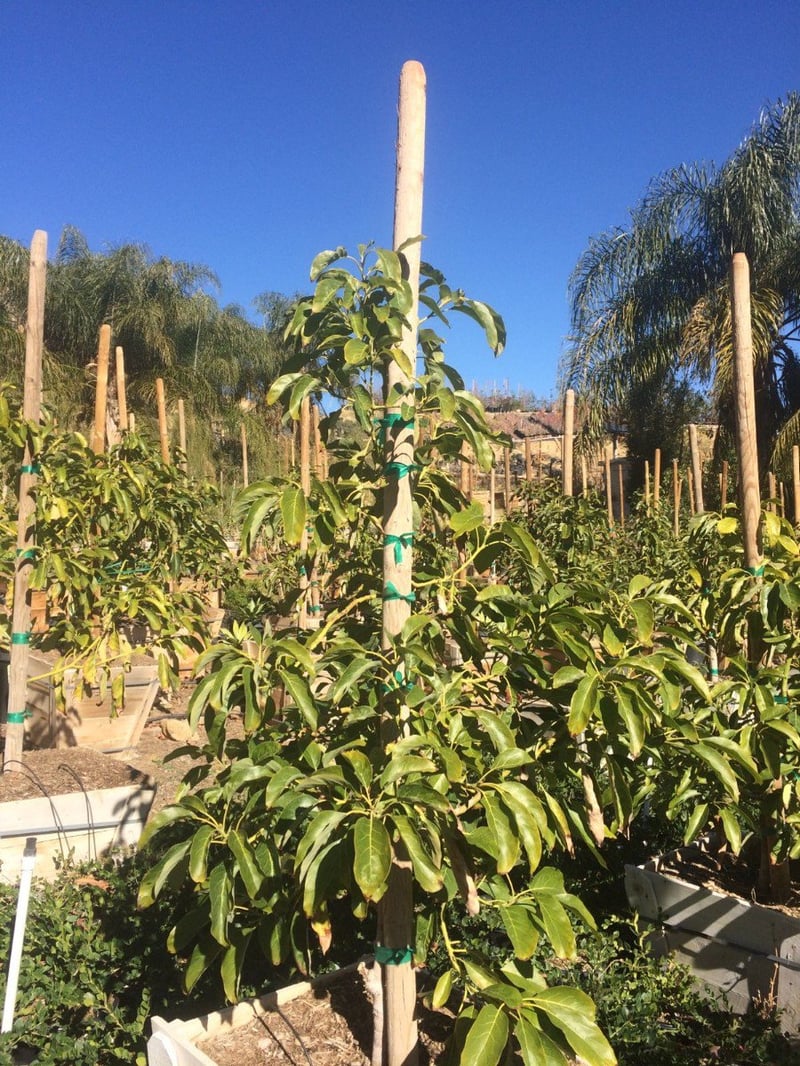 Photo for Persea americana 'Hass' (Hass Avocado)