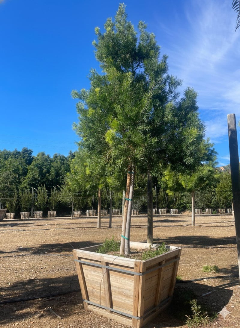 Photo for Podocarpus gracilior (Standard) (Fern Pine)