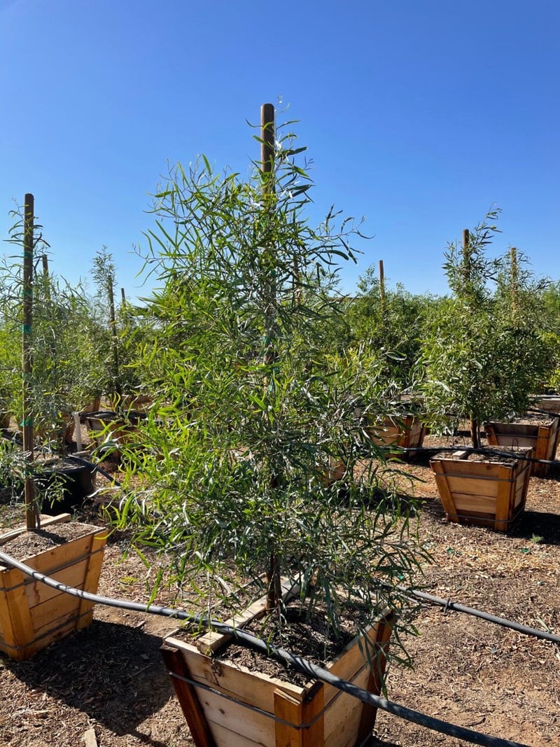 Photo for Acacia salicina (Willow Acacia)