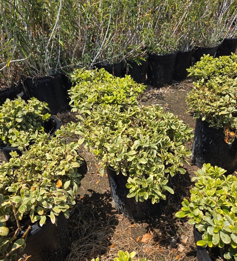 Photo for Pittosporum tobira 'Shima' (Cream De Mint Dwarf Mock Orange)