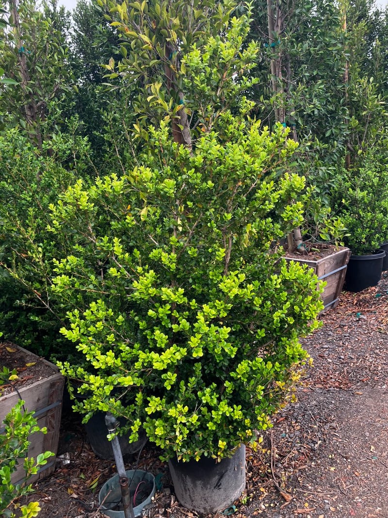 Photo for Ligustrum japonicum (Bush) (Japanese Privet)