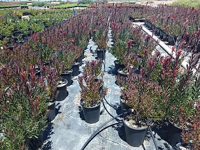 Photo for Leucadendron hybrid ‘Safari Sunset’ (Safari Sunset Conebush)
