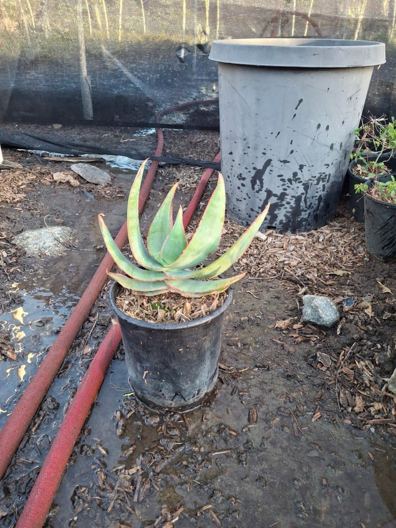 Photo for Aloe aristata (Lace aloe)