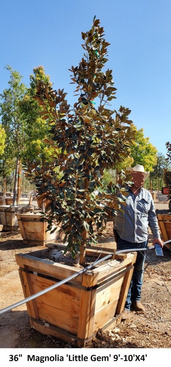 Photo for Magnolia grandiflora 'Little Gem' (Low Branching) (Little Gem Dwarf Magnolia)
